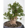 Acer buergerianum I-8817 vista 2