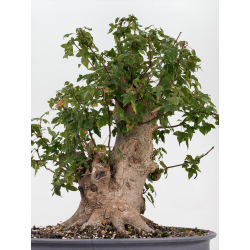 Acer buergerianum I-8817 vista 3