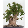 Acer buergerianum I-8817 vista 3
