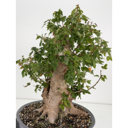 Acer buergerianum I-8817 vista 4