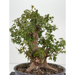 Acer buergerianum I-8817 vista 5