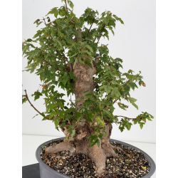 Acer buergerianum I-8817 vista 6
