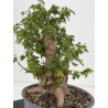 Acer buergerianum I-8817 vista 6