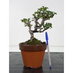 Chaenomeles chojubai I-8820