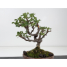 Chaenomeles chojubai I-8820 vista 3