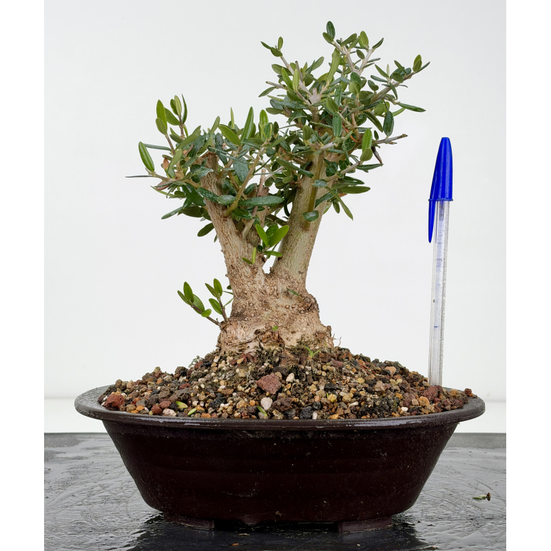Olea europaea sylvestris -olivo acebuche- I-8821