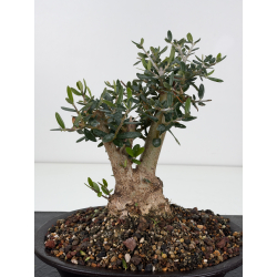 Olea europaea sylvestris -olivo acebuche- I-8821 vista 2