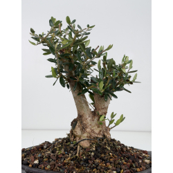 Olea europaea sylvestris -olivo acebuche- I-8821 vista 3