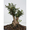 Olea europaea sylvestris I-8821 view 3