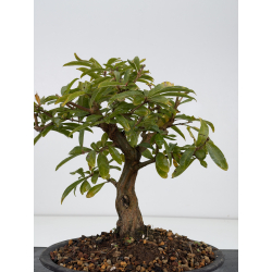 Punica granatum nejikan I-8822 view 2