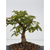 Punica granatum nejikan I-8822 view 2