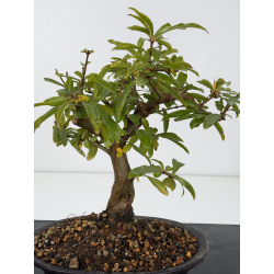 Punica granatum -granado- nejikan I-8822 vista 3
