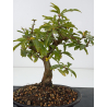 Punica granatum -granado- nejikan I-8822 vista 3