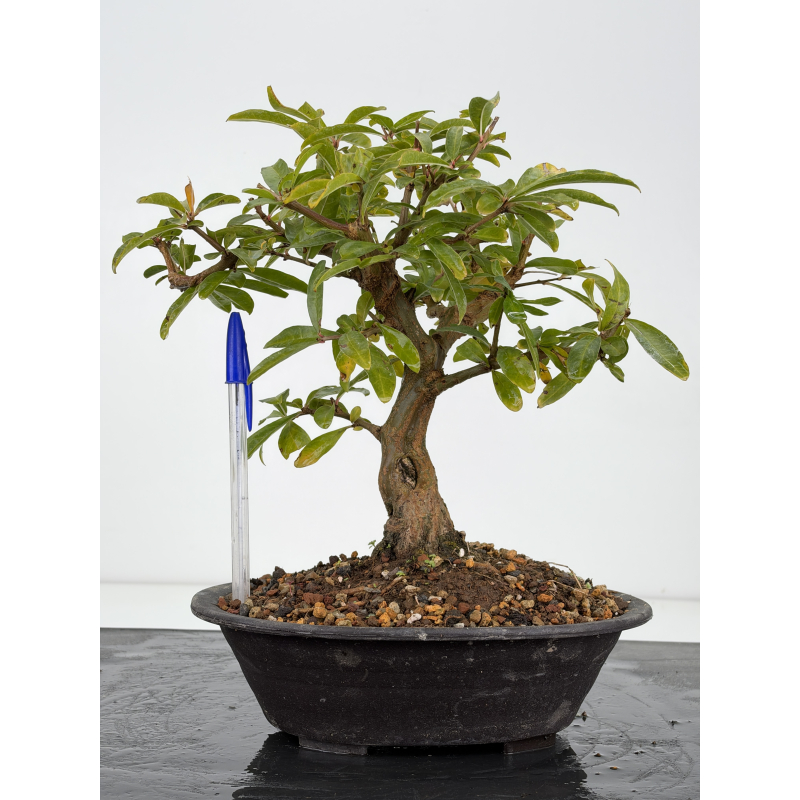Punica granatum -granado- nejikan I-8822