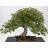 Acer palmatum yamamomiji I-8823 vista 2