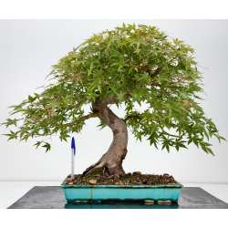 Acer palmatum yamamomiji I-8823