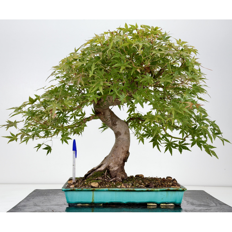 Acer palmatum yamamomiji I-8823