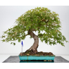 Acer palmatum yamamomiji I-8823