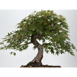 Acer palmatum yamamomiji I-8823 vista 3