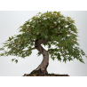 Acer palmatum yamamomiji I-8823 vista 3