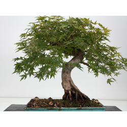 Acer palmatum yamamomiji I-8823 vista 4