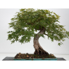 Acer palmatum yamamomiji I-8823 vista 4