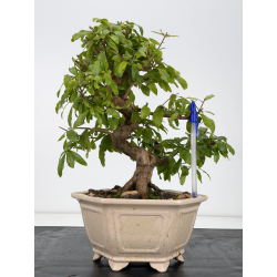Punica granatum nejikan I-8824