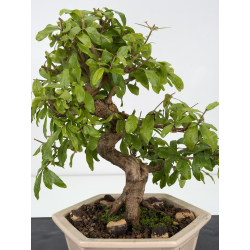 Punica granatum -granado- nejikan I-8824 vista 2