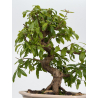 Punica granatum -granado- nejikan I-8824 vista 3