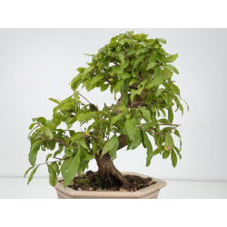 Punica granatum nejikan I-8824 view 4
