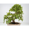 Punica granatum -granado- nejikan I-8824 vista 4