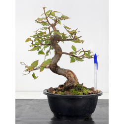 Ulmus I-8825