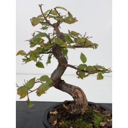 Ulmus -olmo- I-8825 vista 2