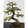 Ulmus -olmo- I-8825 vista 2