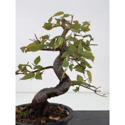 Ulmus -olmo- I-8825 vista 3