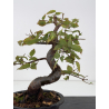 Ulmus -olmo- I-8825 vista 3