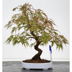 Acer palmatum dissectum I-8826