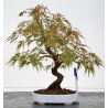 Acer palmatum dissectum I-8826