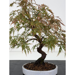 Acer palmatum dissectum I-8826 vista 2