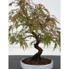 Acer palmatum dissectum I-8826 vista 2