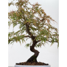 Acer palmatum dissectum I-8826 vista 3