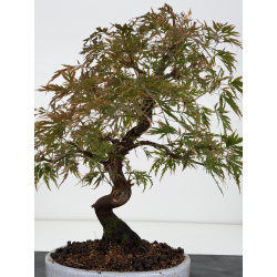 Acer palmatum dissectum I-8826 vista 4
