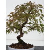 Acer palmatum dissectum I-8826 vista 4