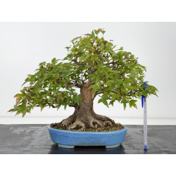 Acer buergerianum I-8819