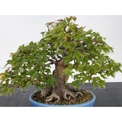Acer buergerianum I-8819 vista 2