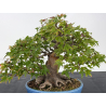 Acer buergerianum I-8819 vista 2