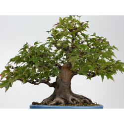 Acer buergerianum I-8819 vista 3