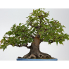 Acer buergerianum I-8819 vista 3