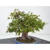 Acer buergerianum I-8819 vista 4