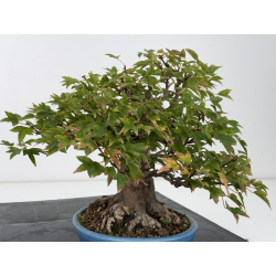 Acer buergerianum I-8819 vista 5